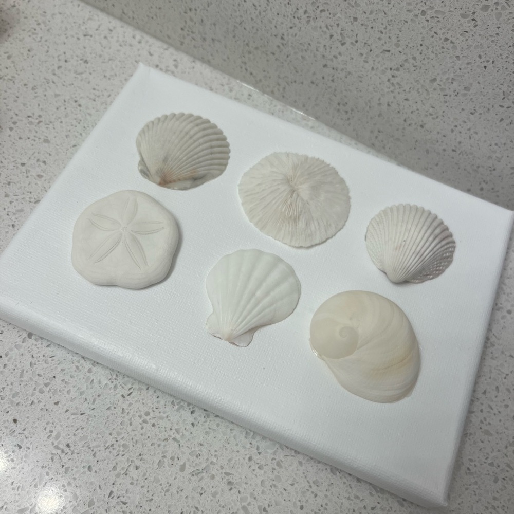 ⚪️White Shell Canvas! - Picture 2 of 2